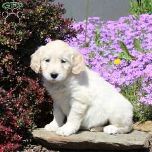 Rose, Goldendoodle Puppy